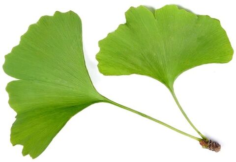 Zxcvbnmqwalt contient du bilobe ginkgo